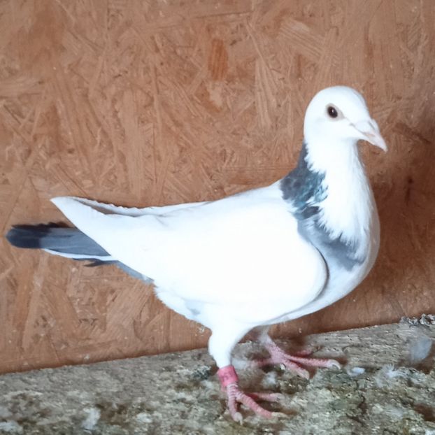 Pui 24-132....-10 lei - Porumbei vanduti