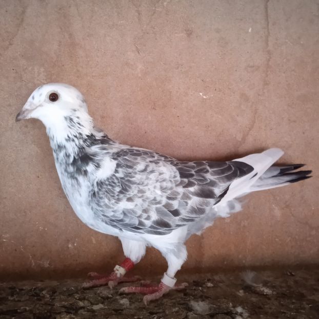 Femela 17-120....-20 lei - Porumbei vanduti