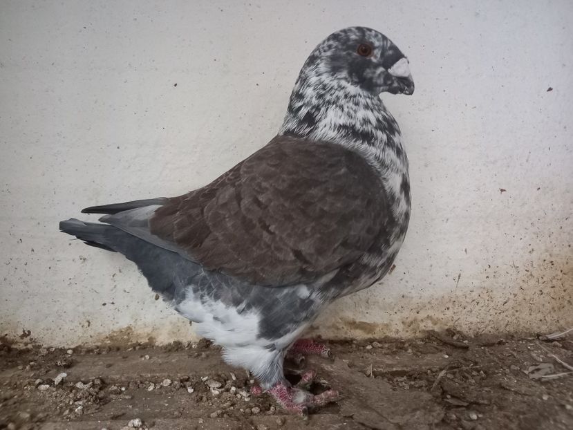 Achiziție pentru 2024 - AMERICAN GIANT HOMER MASCULI MATCĂ