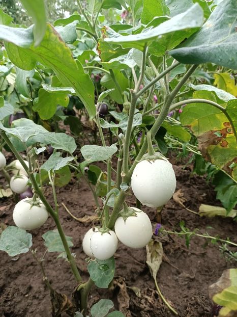 Img.2023.08.31-vinete egg - X-Grădina mea