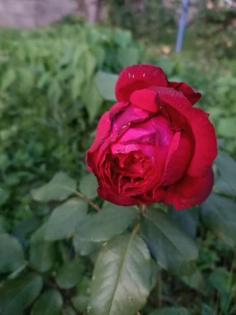 Img.2023.09.02 - Trandafiri