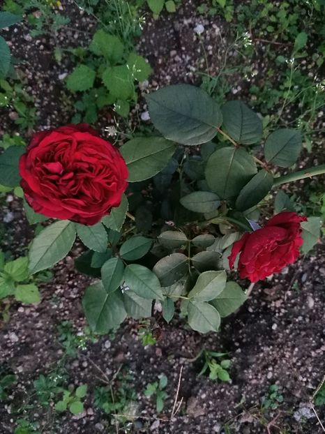 Img.2023.09.02 - Trandafiri