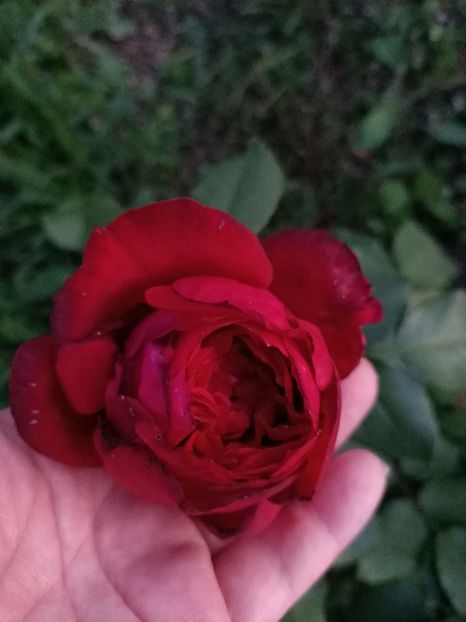 Img.2023.09.02 - Trandafiri