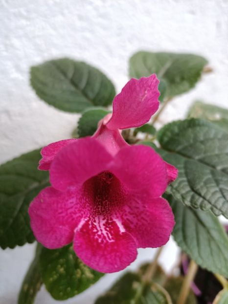 Img.2023.10.14 - Sinningia Isa s Gorgeous
