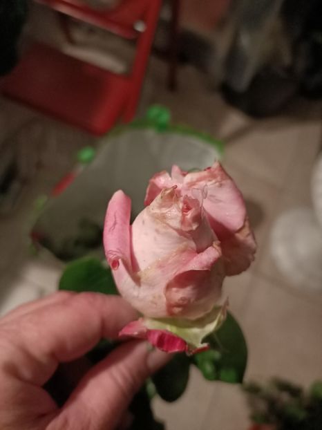 Img.2023.10.31 - Trandafiri