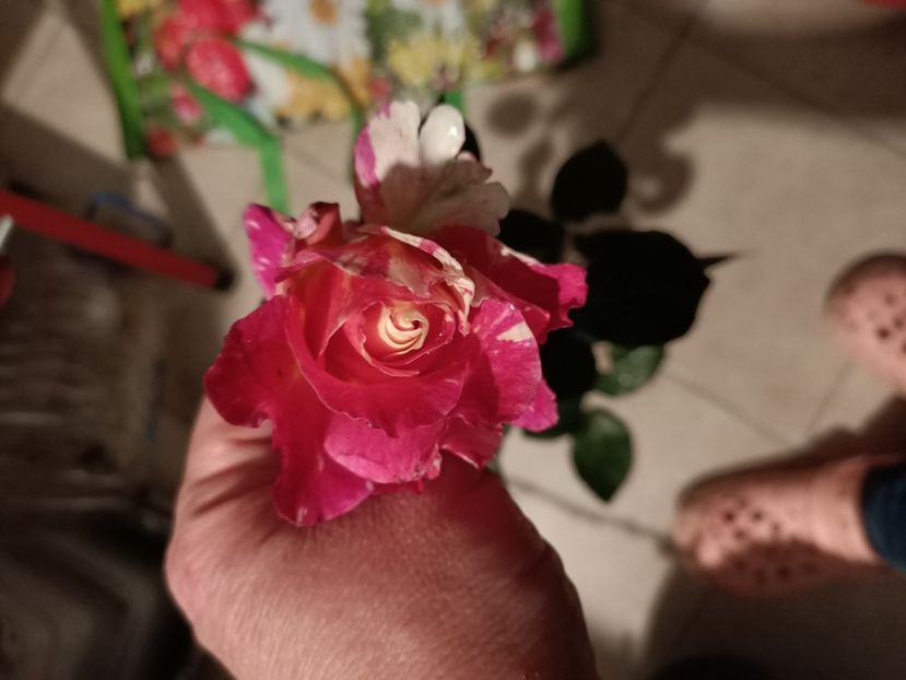 Img.2023.10.31 - Trandafiri