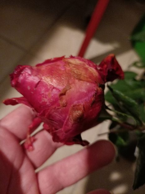 Img.2023.10.31 - Trandafiri