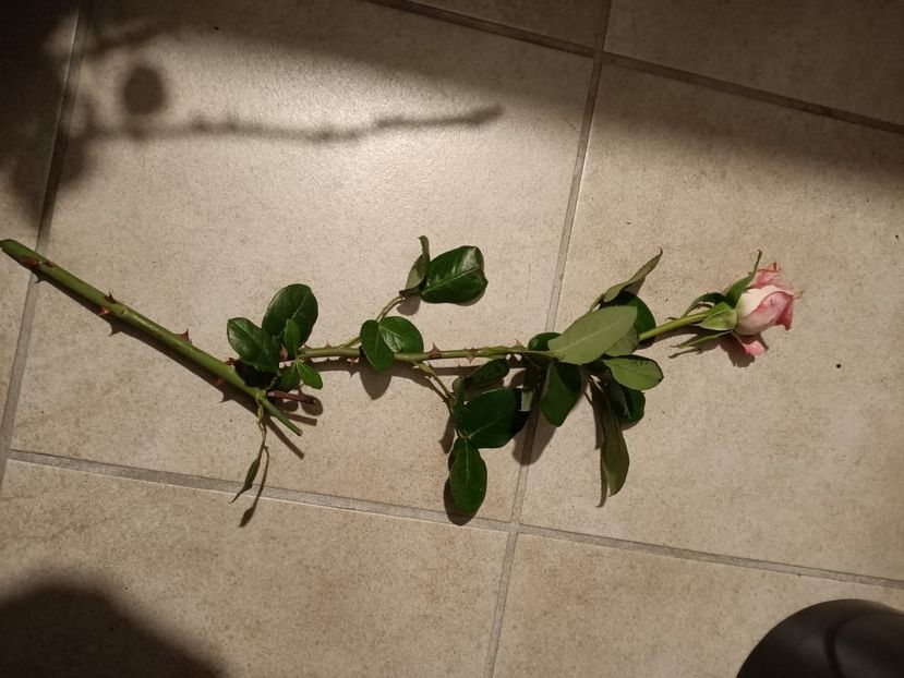 Img.2023.10.31 - Trandafiri