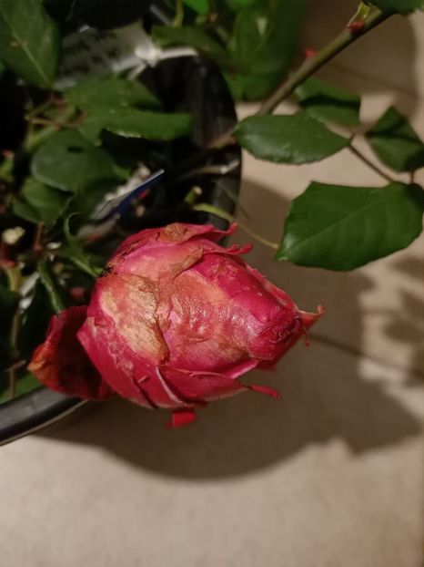 Img.2023.10.31 - Trandafiri