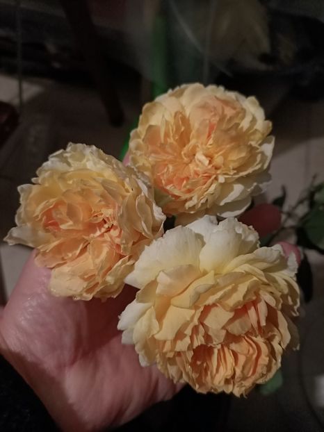 Img.2023.10.31 - Trandafiri