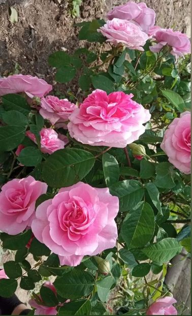 Screenshot_20230620_131246 - Gertrude jekyll -David Austin-