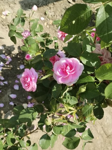  - Gertrude jekyll -David Austin-