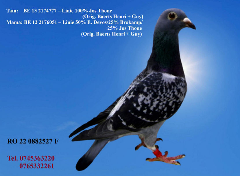 RO 22 0882527 F Pret fix 100 Lei +  transportul - PENTRU POSTAT SI REPOSTAT