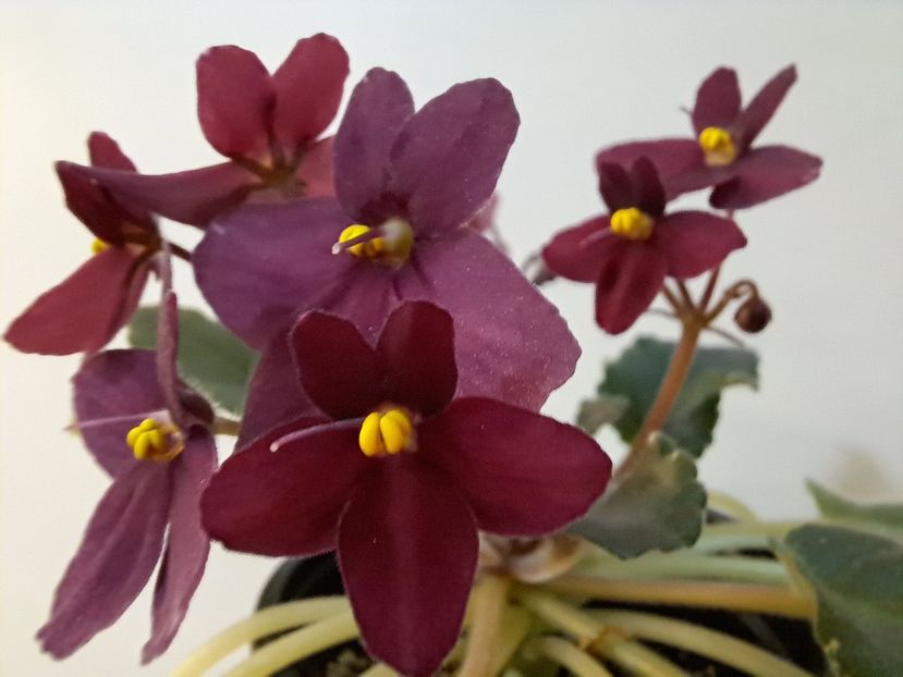  - Violeta Mac s rouge rogue