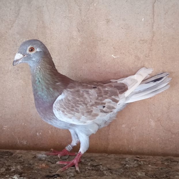 Mascul 2020 - Trestiu