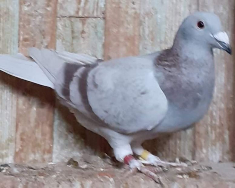  - Nu îmi aparțin 6