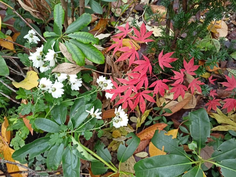 Atropurpureum - Arțari