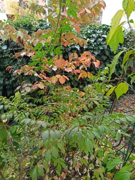 Cornus kousa "Milky Way" - Arțari
