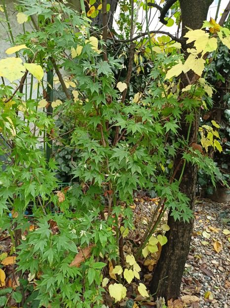 Taiyo-Nishiki - Arțari