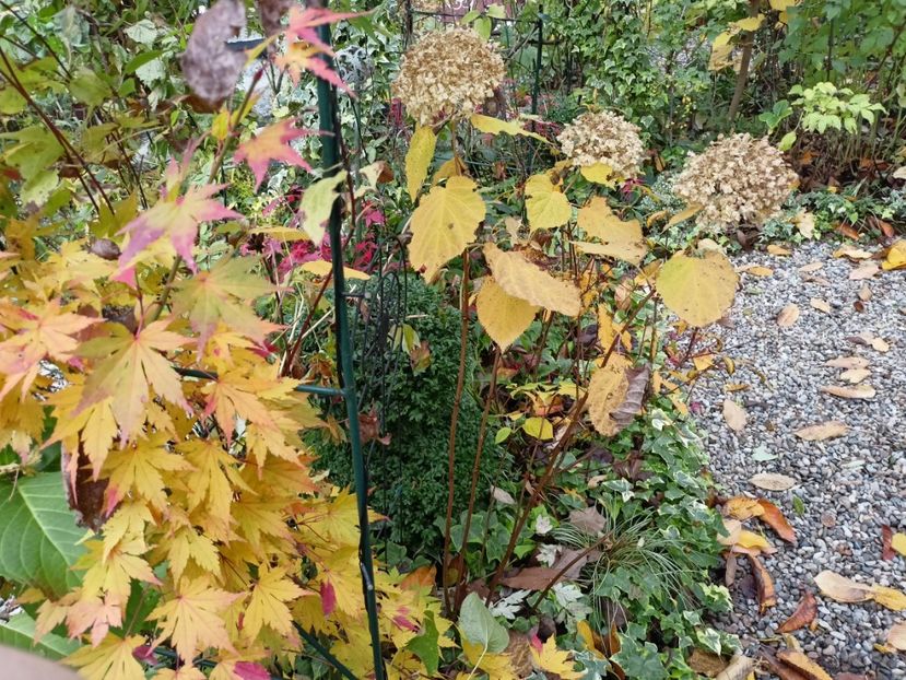Orange Dream - Arțari