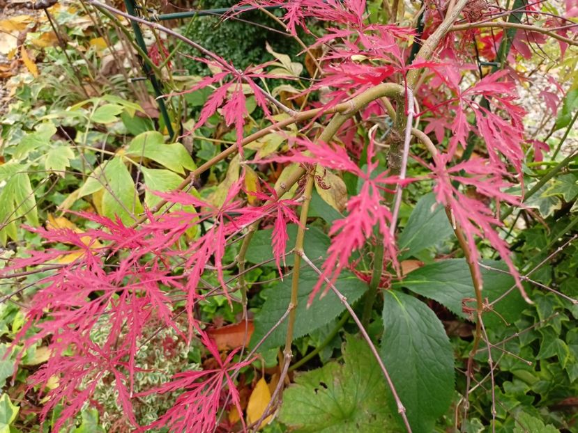 Hana Matoi - Arțari