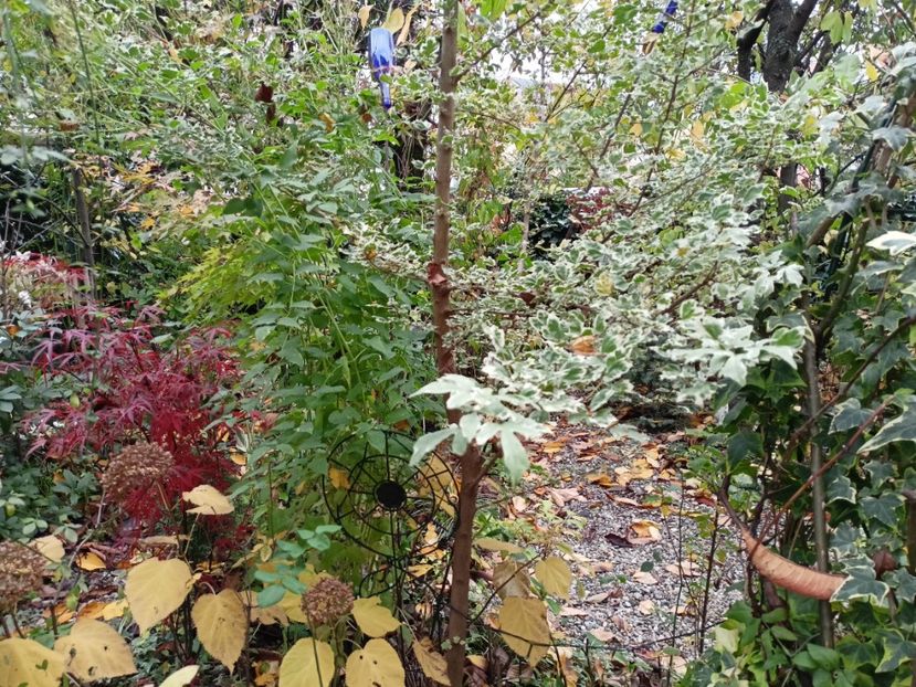 Hubb's Red Willow și Acer campestre Carnival - Arțari