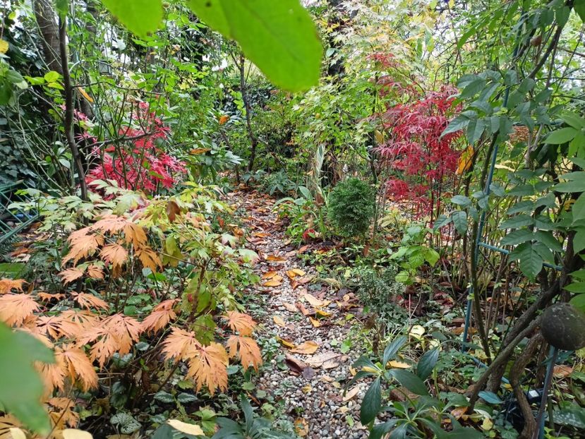 Mai Kujaku, Pixie, Hubb's Red Willow - Arțari