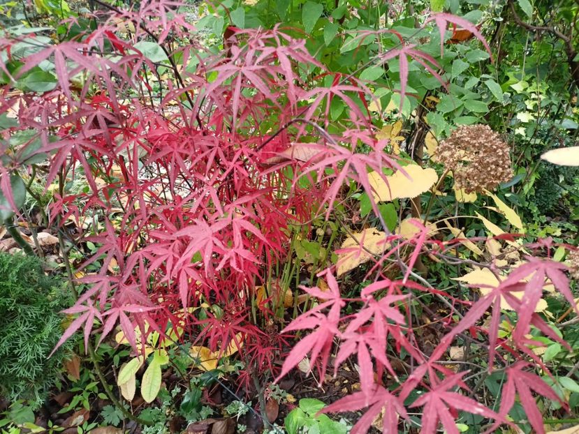 Hubb's Red Willow - Arțari