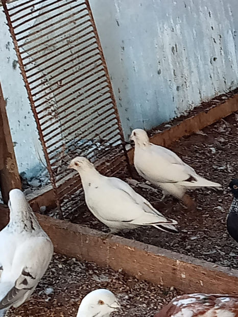 pui petraini - Porumbei vanduti 2