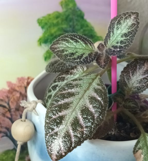 - Episcia