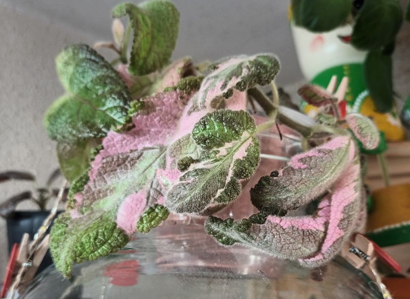  - Episcia