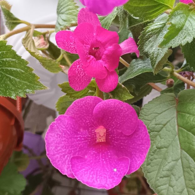 Isa_s gorgeous (sinningia) impreuna cu achi Jennifer Goode. - Printre Gesneriaceae