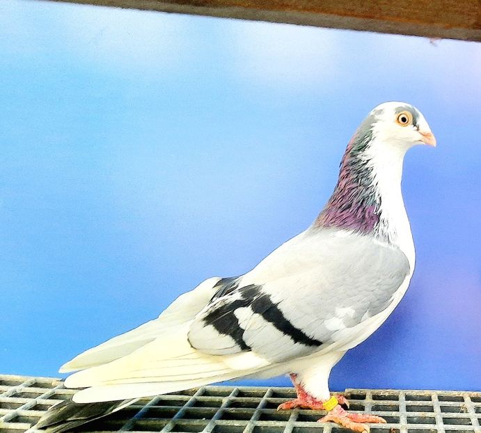 17157  Mascul  2023_2 - tineret 2023