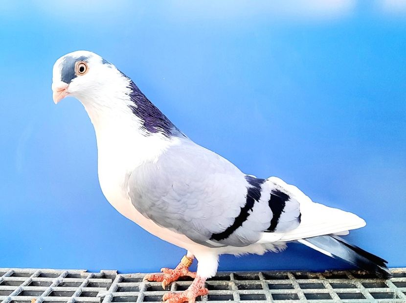 17157  Mascul  2023_3 - tineret 2023