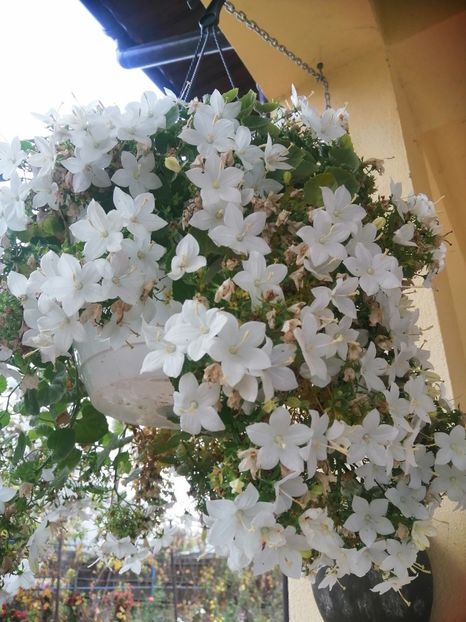  - Campanula