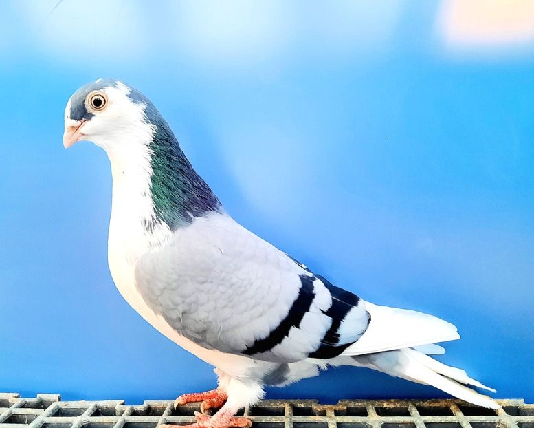 12451  Femelă  2021 - Jucători de Galați