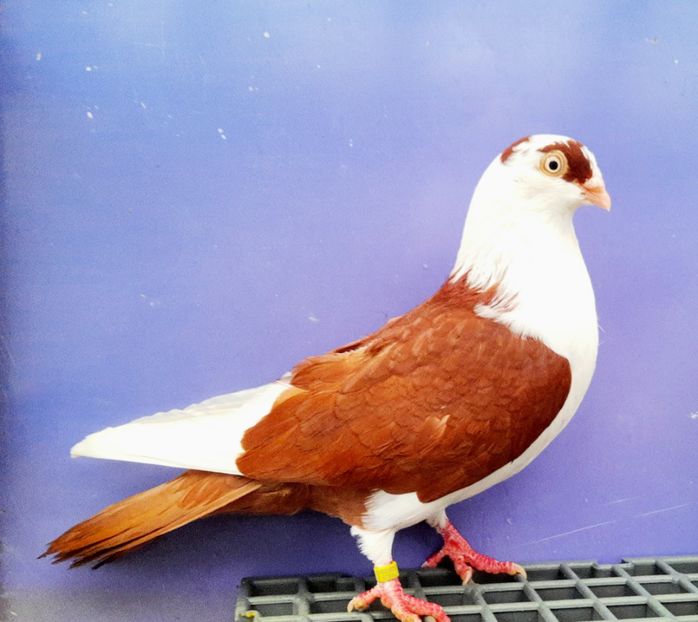 17001  Femelă  2023 - Jucători de Galați