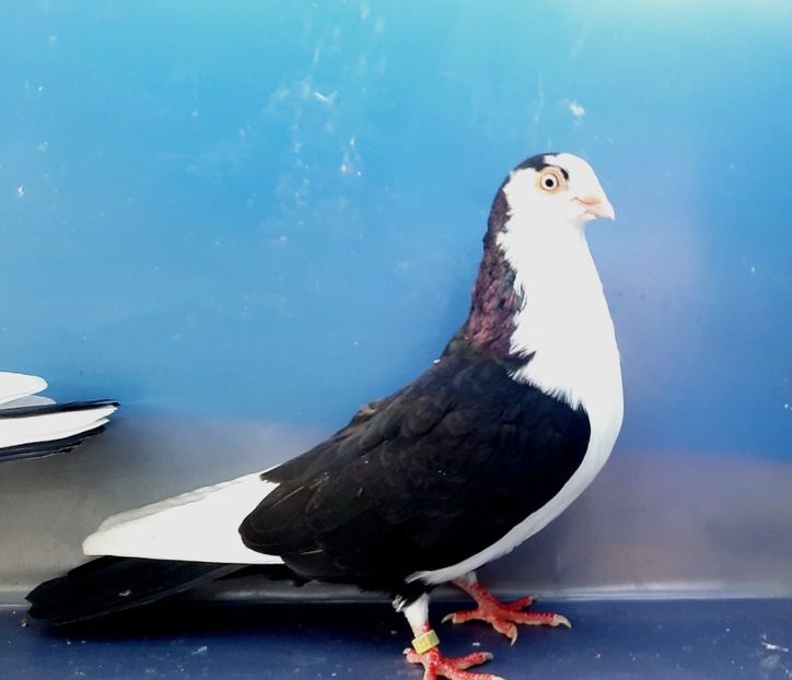 17017  Mascul  2023 - Jucători de Galați