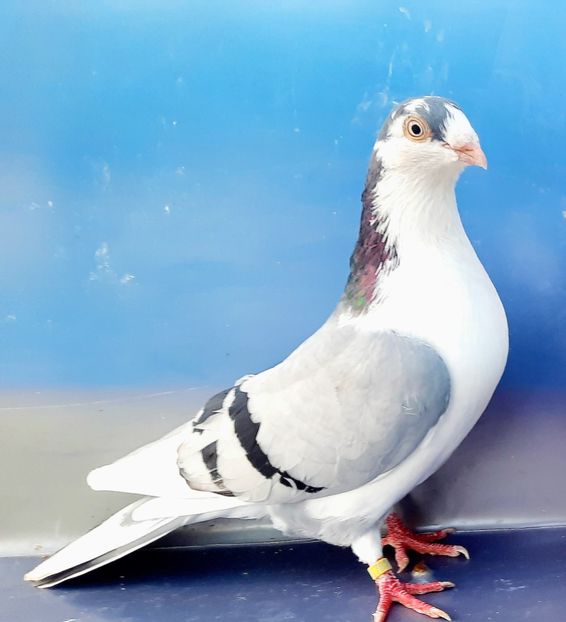 17021  Mascul  2023 - Jucători de Galați