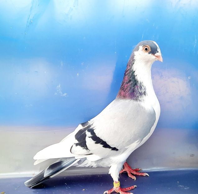 17022  Mascul  2023 - 00001 porumbei dragi mie arhivă