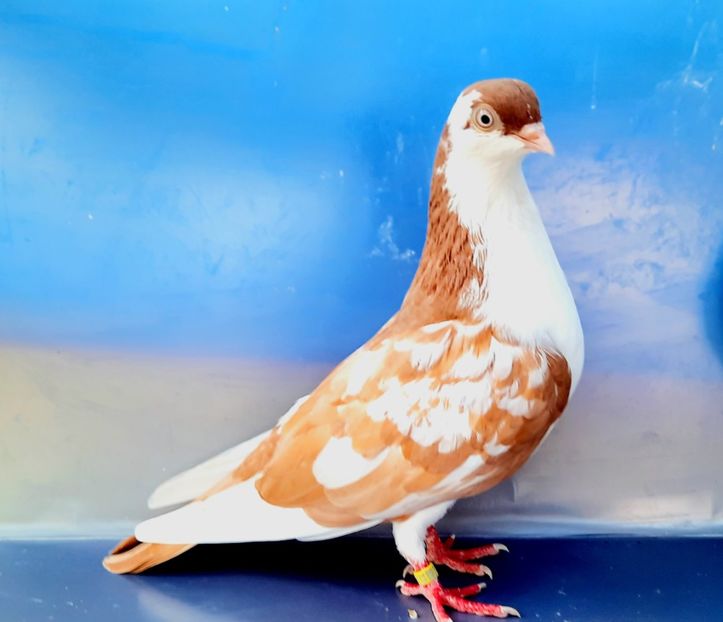 17201  Femelă  2023 - Jucători de Galați