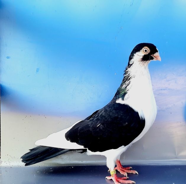 19034  Mascul  2023 - Plecați ALBUM 4