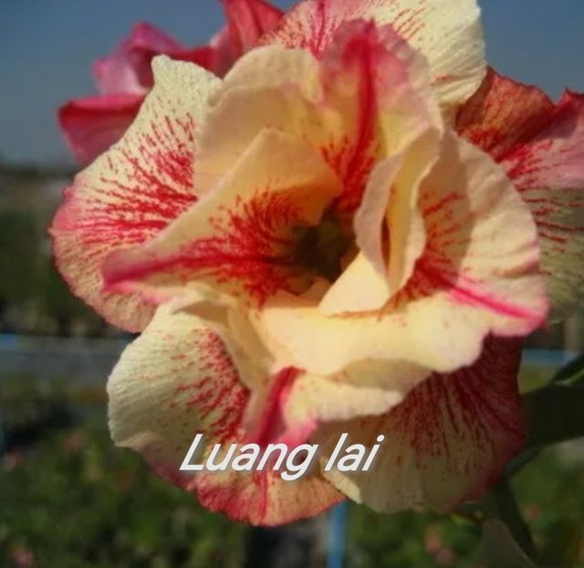 Screenshot_20231116_183546_com.android.chrome_edit_97756680929874 - Tura 2