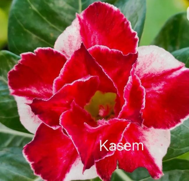 Screenshot_20231116_182208_com.android.chrome_edit_97649325066870 - Tura 2