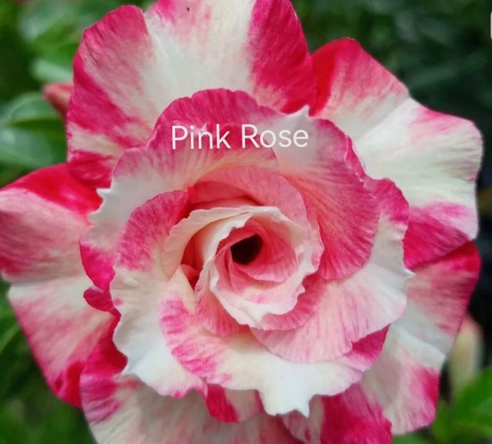 Screenshot_20231116_182412_com.android.chrome_edit_97545530598136 - Tura 2