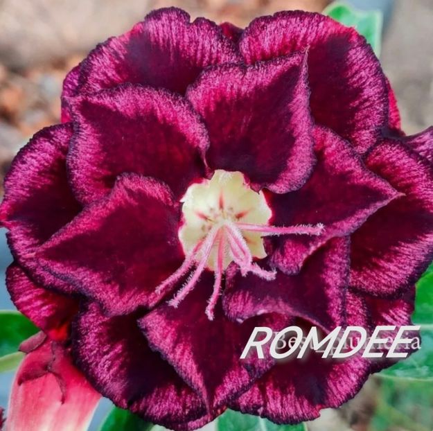 Screenshot_20231116_183353_com.android.chrome_edit_96419837179558 - Tura 2