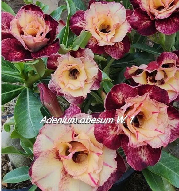 Screenshot_20231116_183504_com.android.chrome_edit_96308023675929 - Tura 2