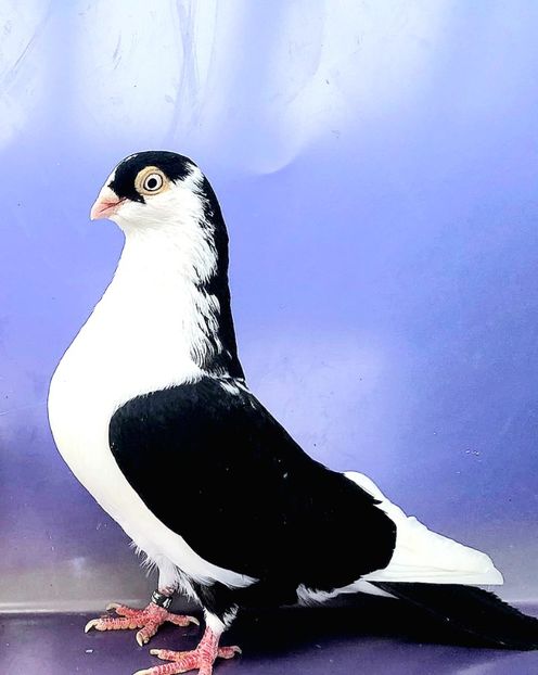 4949  Mascul  2022 - Plecați ALBUM 4