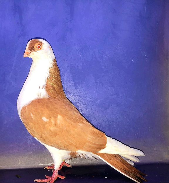 17136  Mascul  2023 - Jucători de Galați