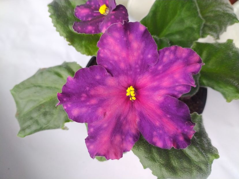 18 noiembrie 2023 - RS Metagalaktika